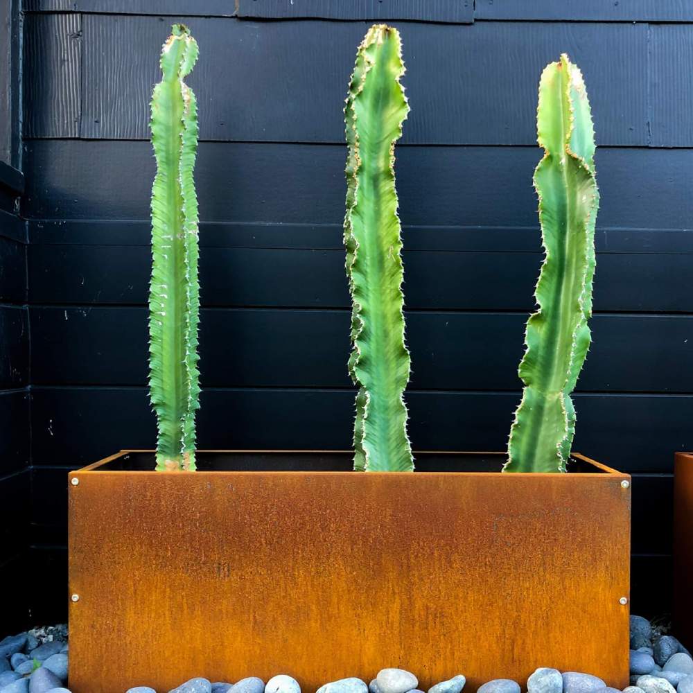 A rusted corten steel planter and garden edging in an Irish garden